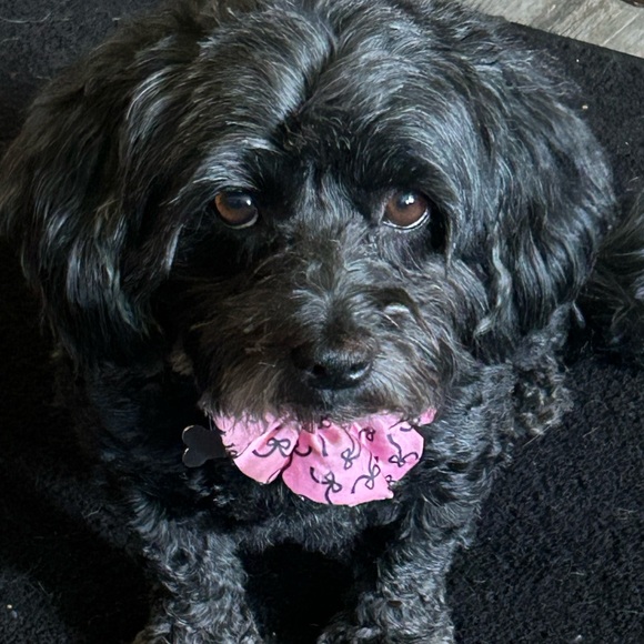 Meet your Posher, Shellie - Picture 5 of 6